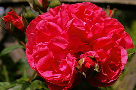 上升, 粉红色的玫瑰, 香味玫瑰, 玫瑰花园, 开花, 绽放, 玫瑰绽放