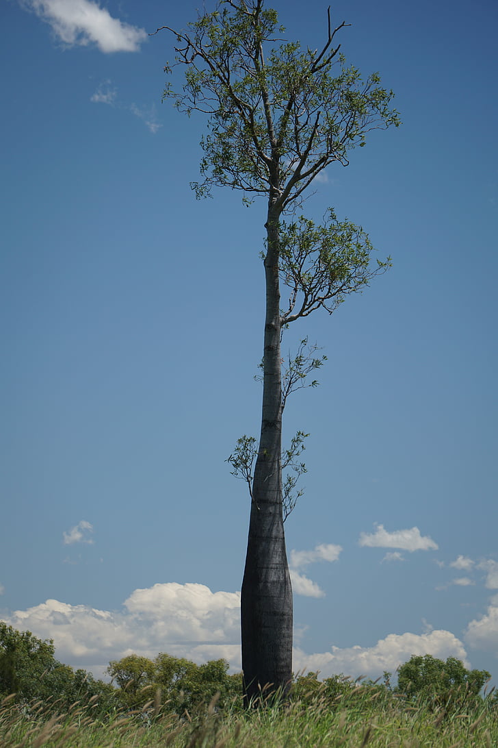 Butelka drzewo, Brachychiton rupestris, Queensland, Australia, Wyjątkowy, roślina, pnia