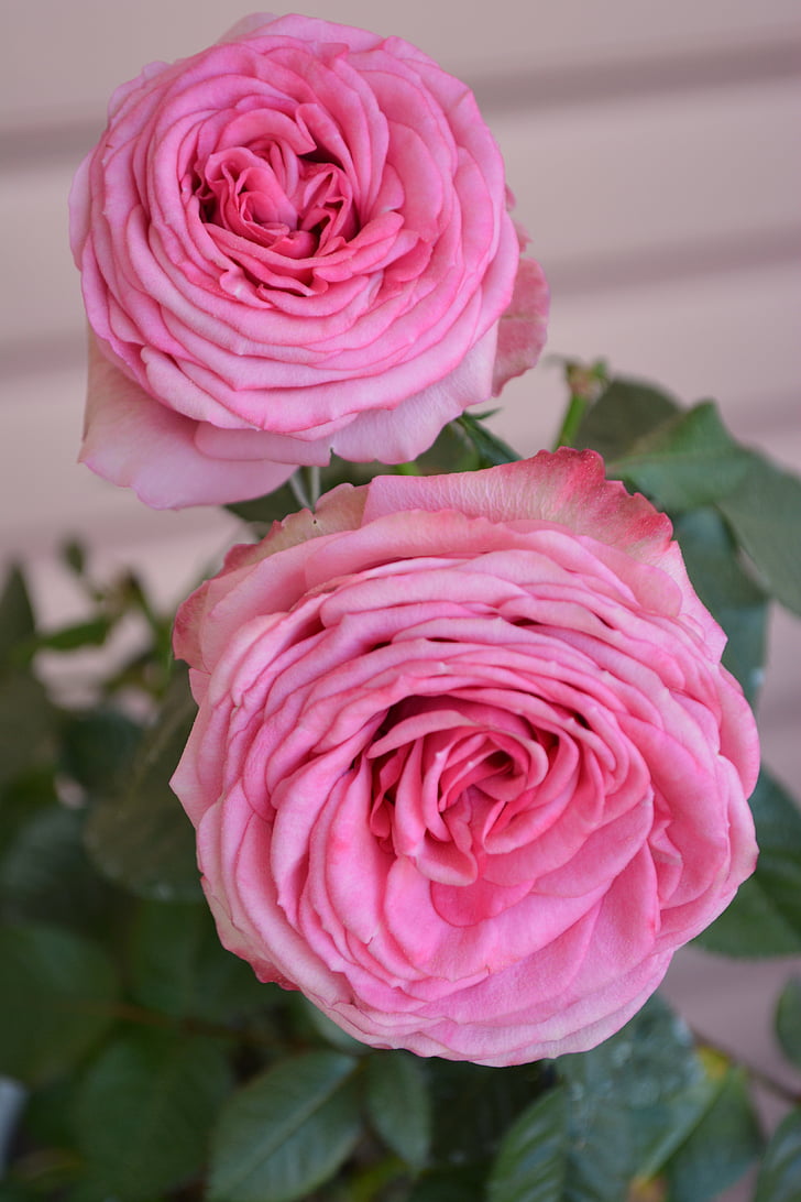 romántica, naturaleza, color de rosa, planta, hermosa, primavera, oferta