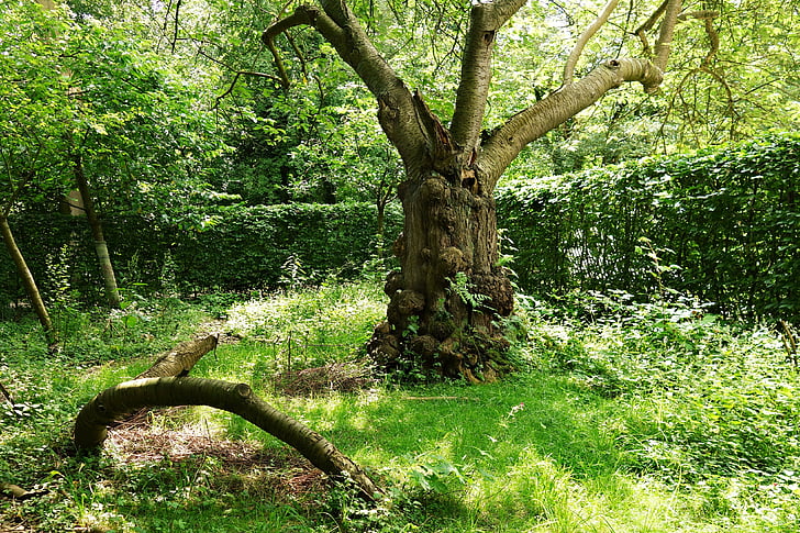 tree, gnarled, trunk, old, old gnarled tree, ancient, garden