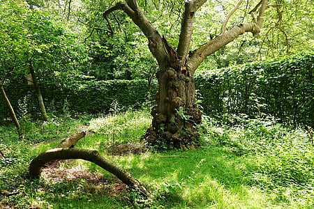 drzewo, sękaty, pnia, stary, Stare sękate drzewo, starożytne, ogród