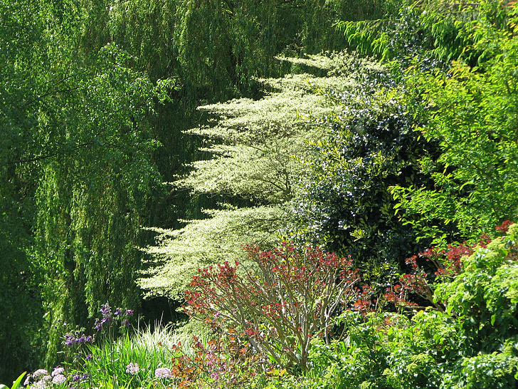 beth chatto, gardens, dogwood, trees, nature, forest, sun