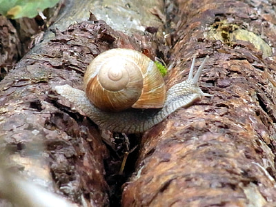 snail, mollusk, wirbellos, animal, forest, tree