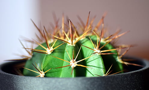 Cactus, sperone, pianta, spine, verde, natura, chiudere