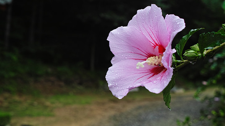 Rosa de sharon, emblema floral, um dia chuvoso, natureza, planta, pétala, flor