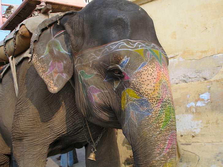 dramblys, gyvūnų, Indija, apdaila, dažytos