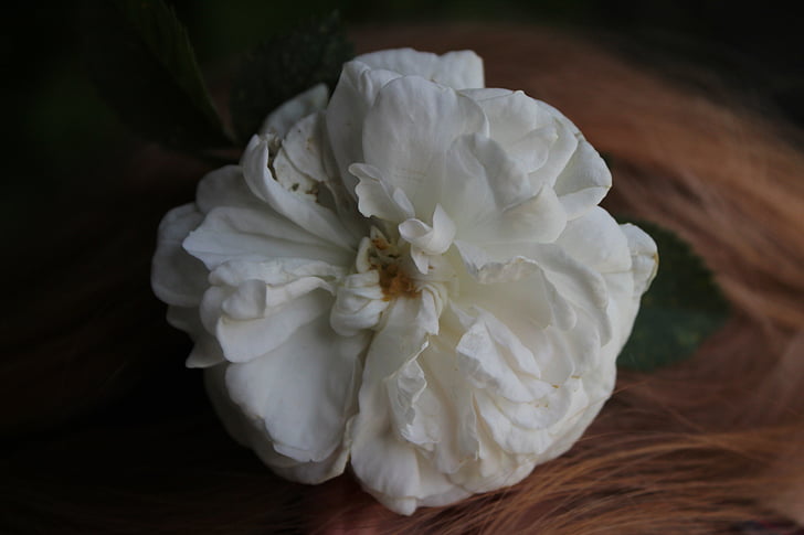 flor, levantou-se, Rosa branca, natureza, macro, planta, cabelo