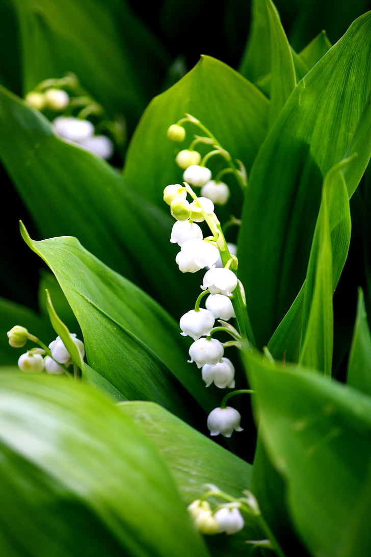 lily of the valley, white, fragrance, blossom, bloom, may, bell
