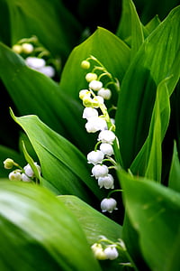 gyöngyvirág, fehér, illat, Blossom, Bloom, május, Bell