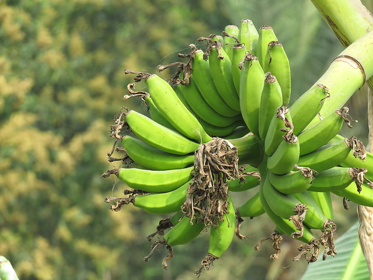 plátano, plátano verde, verde, fruta, fresco, saludable, planta