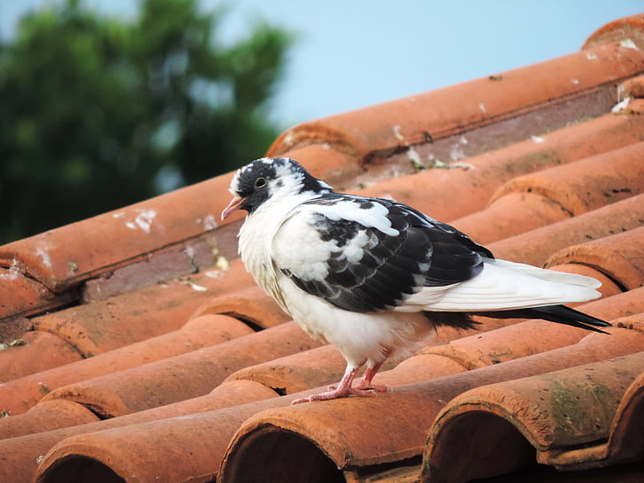 dove, roof, nature, birdie, bird, dom, ruddy ground dove