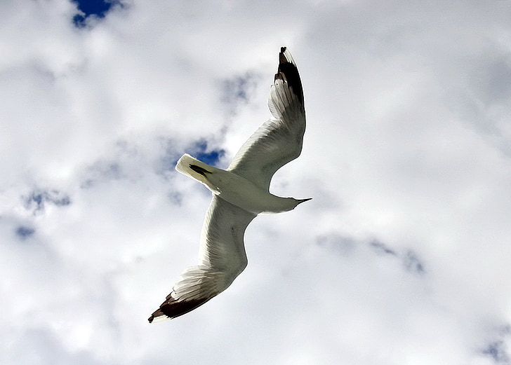 seagull, flying, gull, ocean, bird, fly, wings
