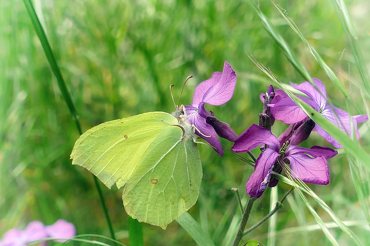 butterfly, gonepteryx rhamni, purple flower, nature