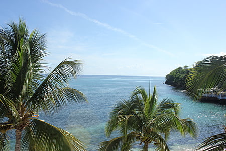 palmetræ, vand, ø, Carri, Caraibien, Lagoon, sand