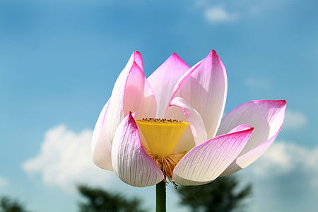 Lotus, λουλούδι, ροζ, άνθιση, φυτό, άνθος, φύση