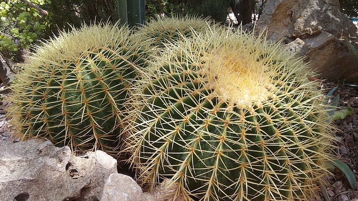 Cactus, plantes, épines, nature, plantes du désert