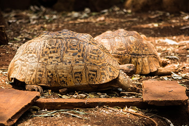 tortoise, wildlife, slow, game, animal, african