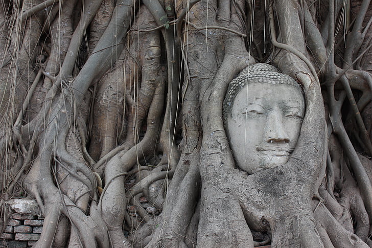 Ayutthaya, Boeddha, wortels, Thailand, Tempel, afbeelding, verstrikt