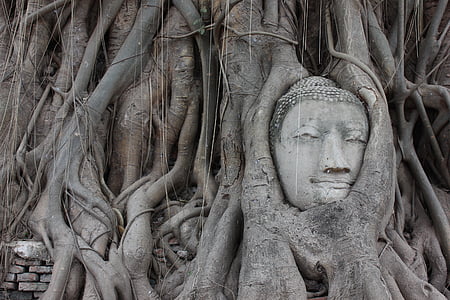Ayutthaya, Buddha, rødder, Thailand, Temple, billede, viklet ind