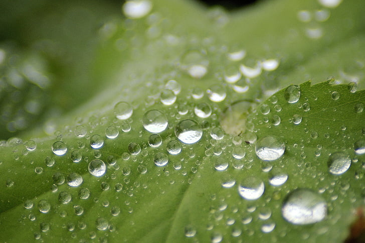 dážď, drop, Leaf
