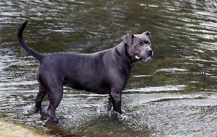 hond, rivier, zoogdier, zomer, rivier-hond, dier-fotografie, huisdier