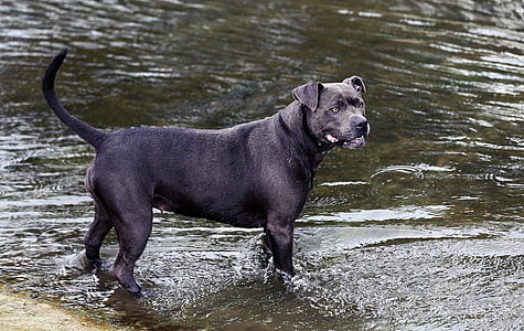 pes, řeka, savec, léto, řeka pes, zvířata fotografie, domácí zvíře