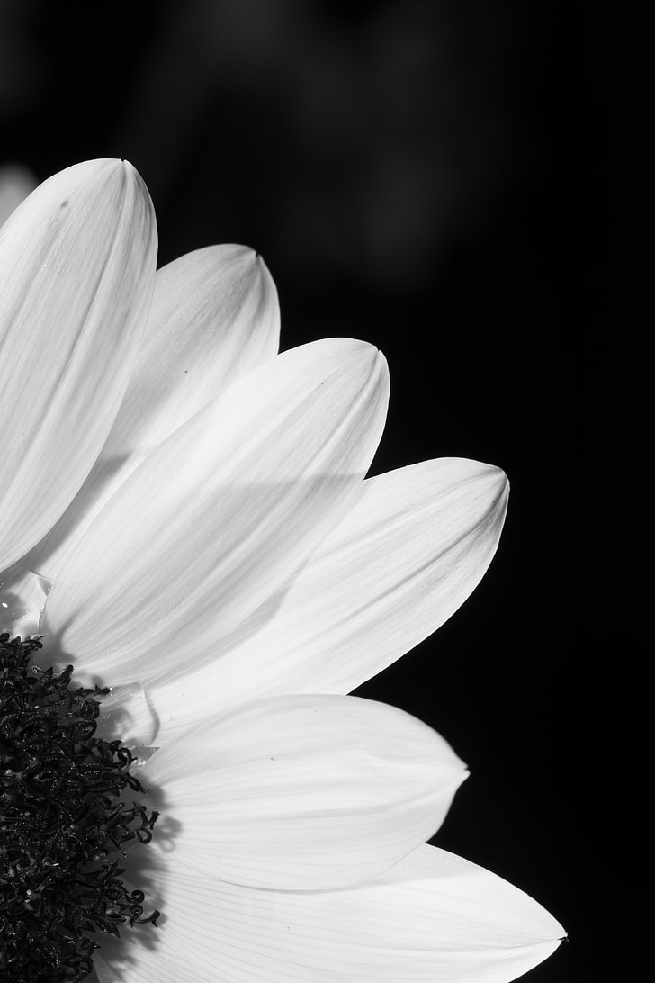 flower, black and white, profile, sunflower