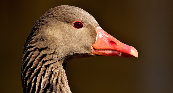 goose, water bird, animal, feather, waterfowl, greylag goose, wild goose