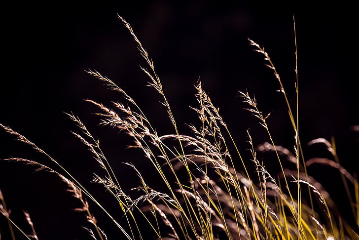 grasses, seeds, nature, meadow, plant, close, summer