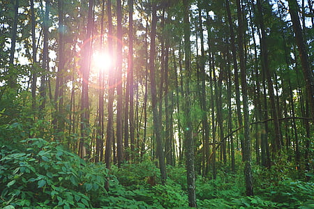 skov, natur, solstrålen, træer, Woods