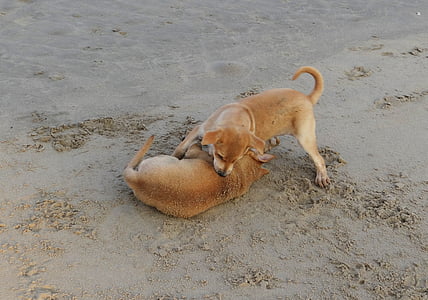 щеня, пляж, пісок, Гра, ПЕТ, собака, тварини