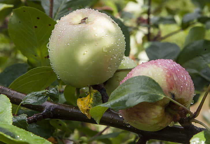 ябълка, дъжд, капка, листа, септември лято