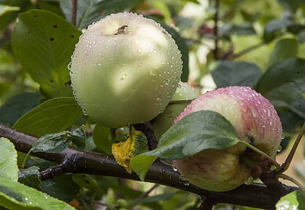 Apple, dážď, drop, Leaf, septembra letná