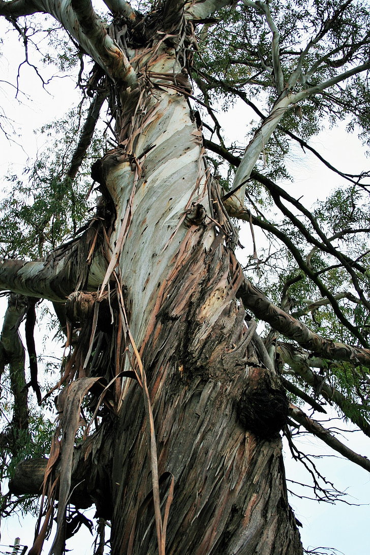 tree, eucalyptus, trunk, bark, strips, frayed