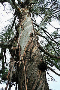 árbol, eucalipto, tronco, corteza, tiras de, raído