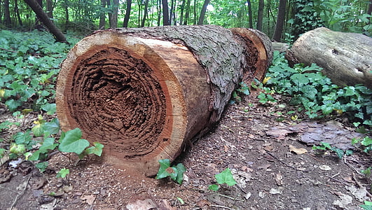 log, morsch, wood, hollow, hole, bark, forest