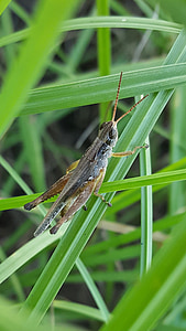 sauterelle, Slant face à grasshopper, trémie, insecte, gros plan, petit, herbe