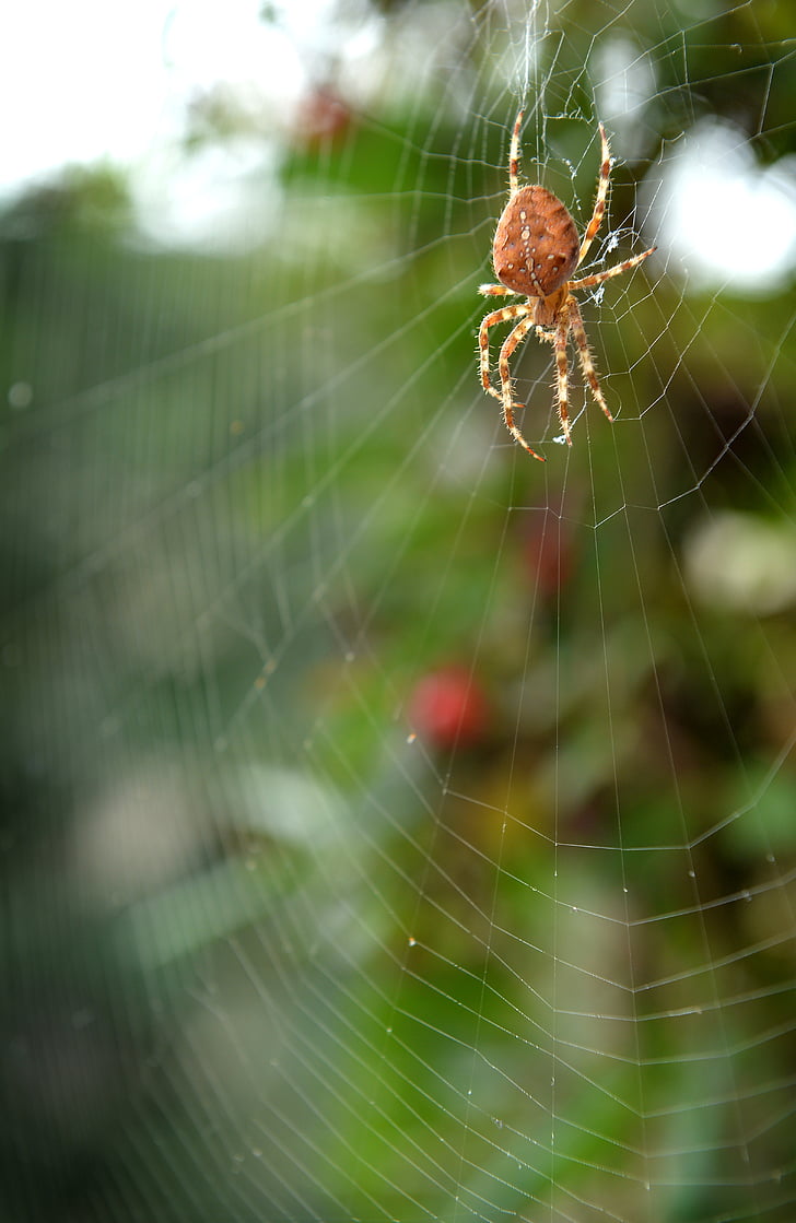 pók, hálózati, zöld, rovar, természet, természetes, horror