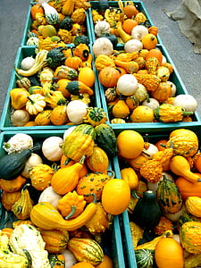 pumpkins, cucurbitaceae, plant, vegetables, autumn, orange, yellow