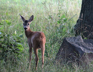roe deer, nature, animal, scheu, young animals, curious