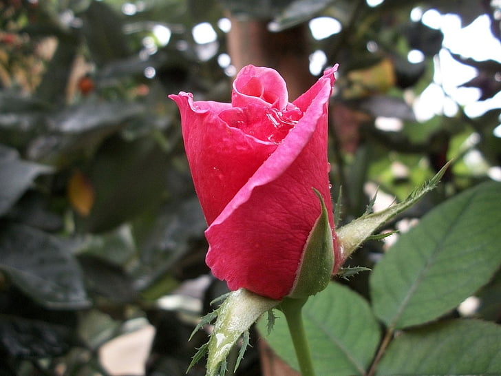 rose, flower, pink, bud, flora, leaves, love