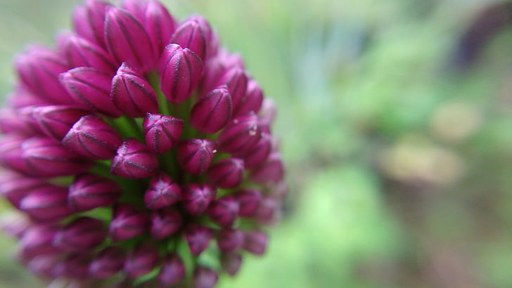 macro, flower, nature, pink, garden, plant, spring