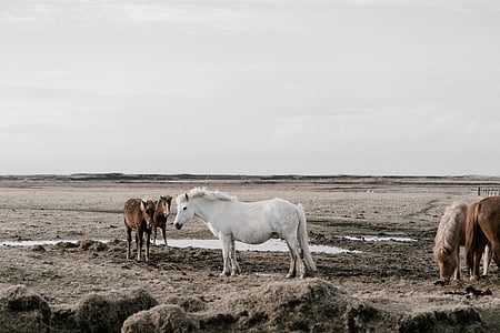 cavalo, animal, rebanho, campo, fazenda, ao ar livre, Horizon