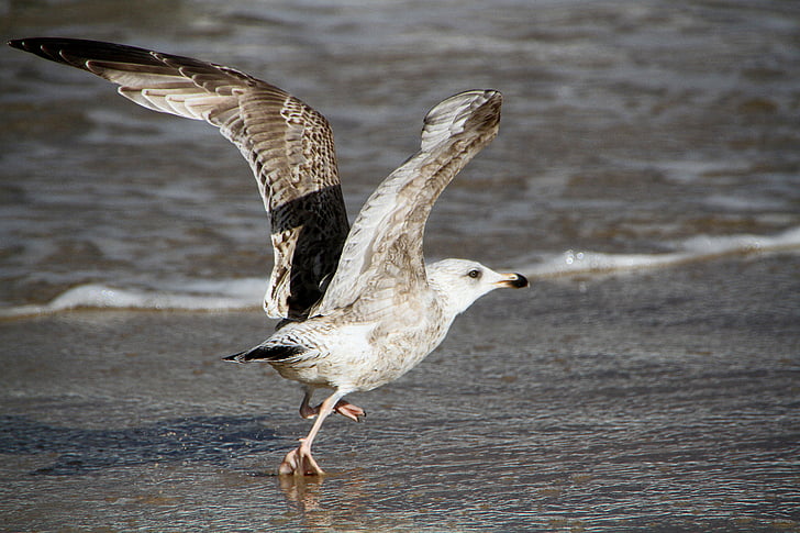 seagull, beach bird, bird of prey, animals in the wild, bird, animal wildlife, one animal
