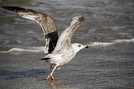 Seagull, Pantai burung, burung pemangsa, hewan di alam liar, burung, hewan satwa liar, satu binatang