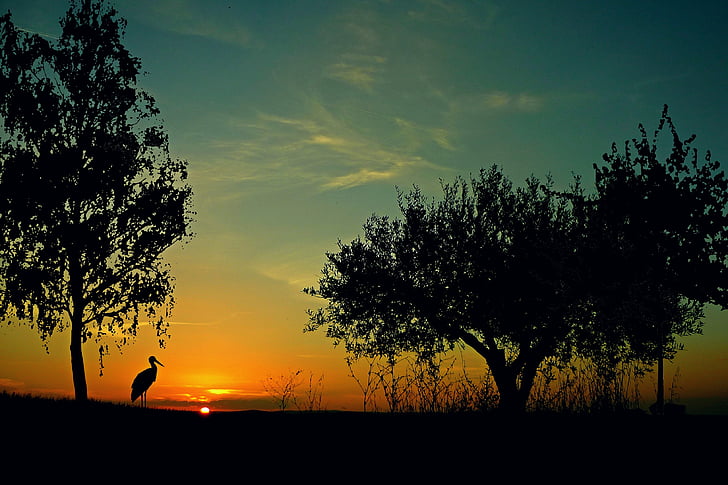 sunset, landscape, evening sky, afterglow, twilight, stork, animal