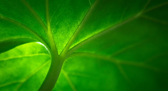 ใบ, ธรรมชาติ, สีเขียว, ใบ, hwalyeob, บทคัดย่อ, พืช