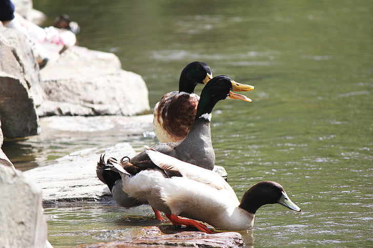 ducks, birds, wildlife, river, rocks, water, waterway