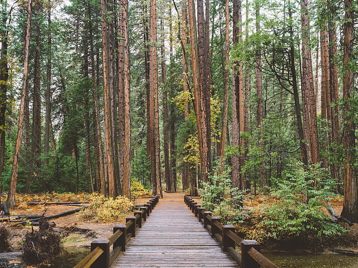 shallow, focus, photography, dock, forest, pathway, bridge
