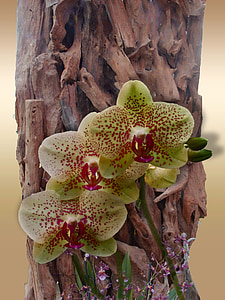 цвете, орхидея, декорация, Блосъм, Блум, дървен материал